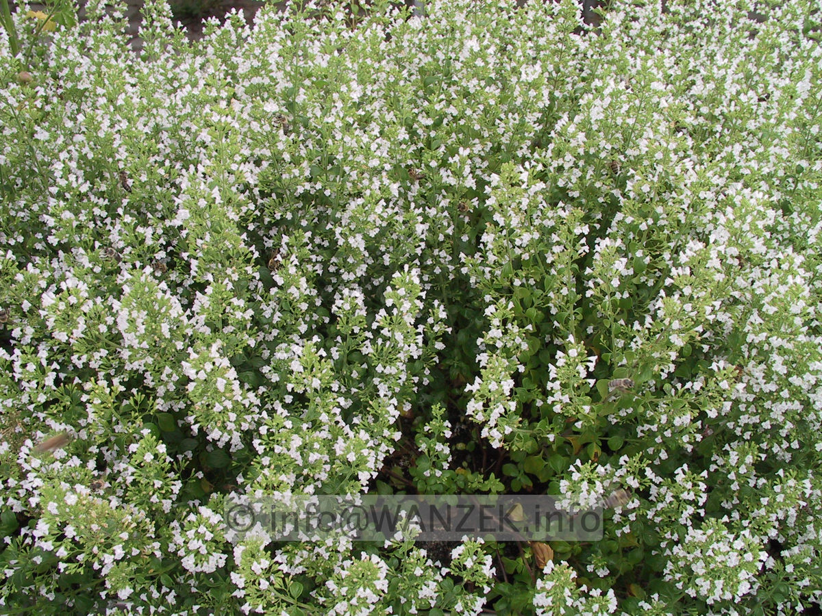 Calamintha nepeta nepeta.JPG